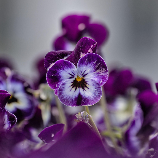 Viola Violet Face