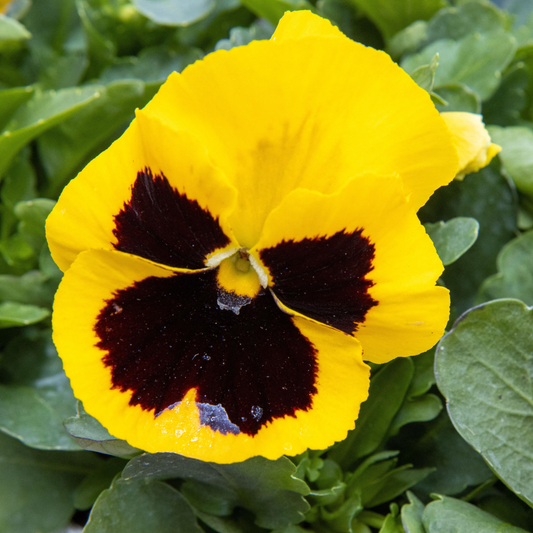 Viola Yellow with Blotch