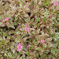 Weigela 'Monet'