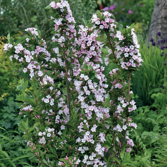 Weigela Towers of Flowers 'Apple Blossom'