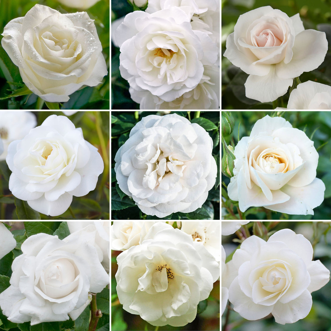 White Rose | Rose – Gardeners Dream