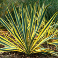 Yucca 'Bright Edge'