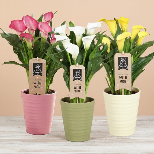 Zantedeschia in Ceramic Pot