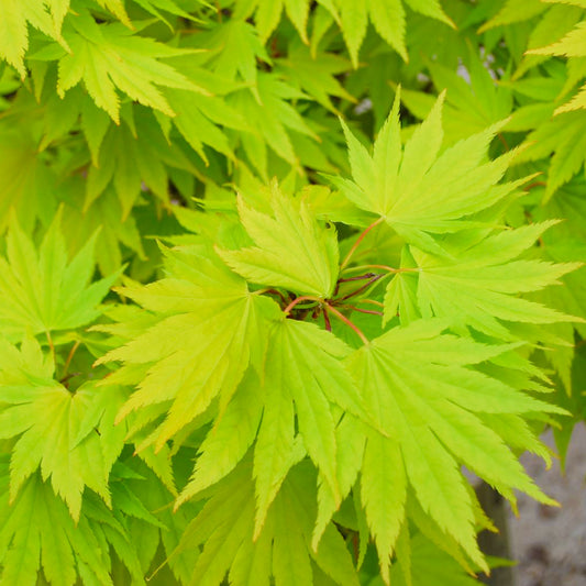 Acer 'Jordan'