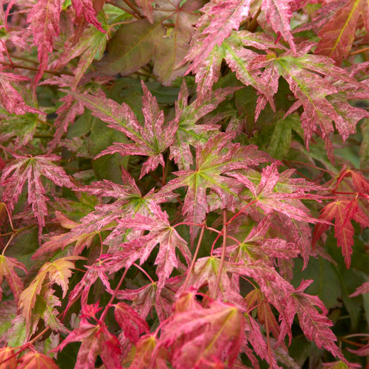 Acer 'Phoenix'