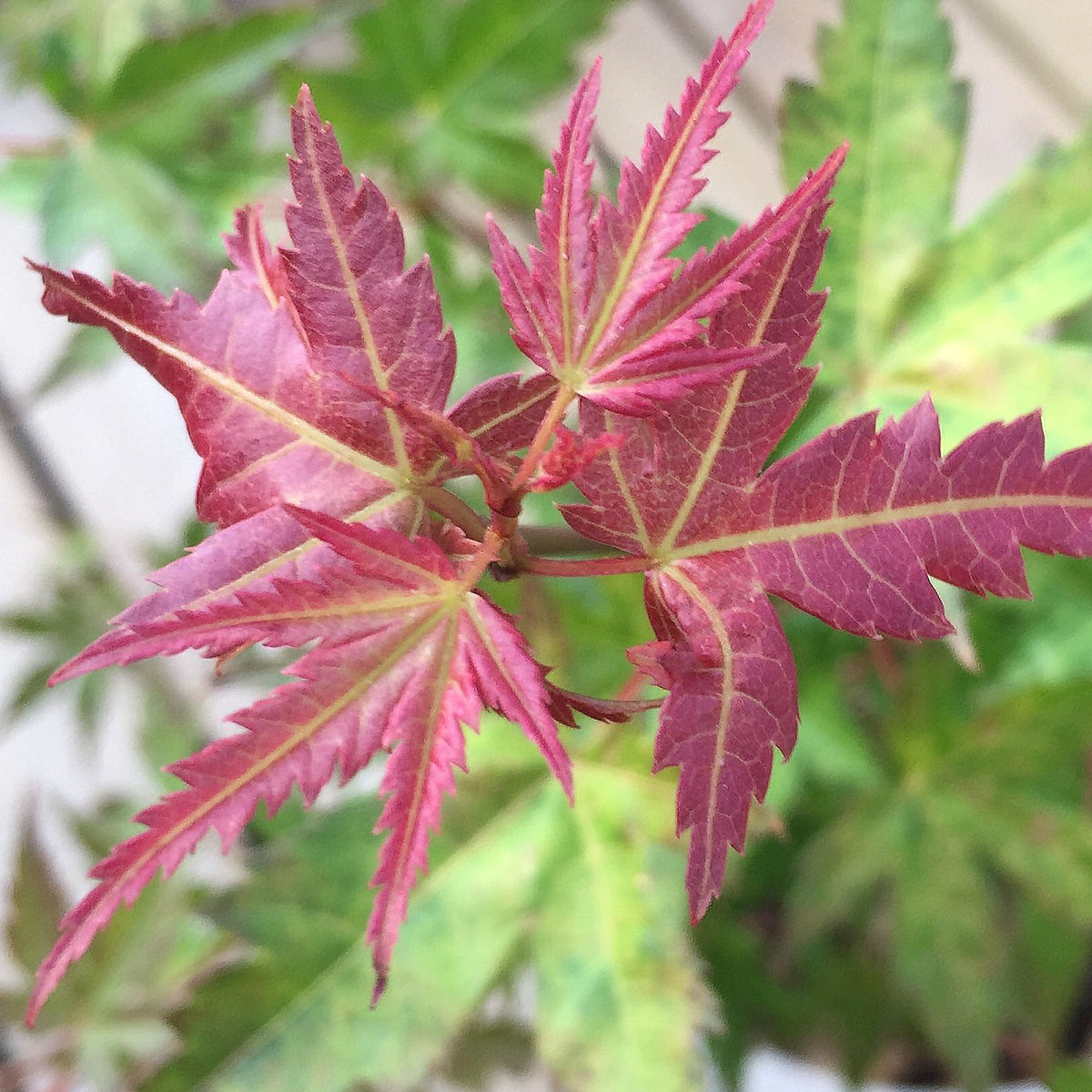 Acer 'Phoenix' | Japanese Maple – Gardeners Dream