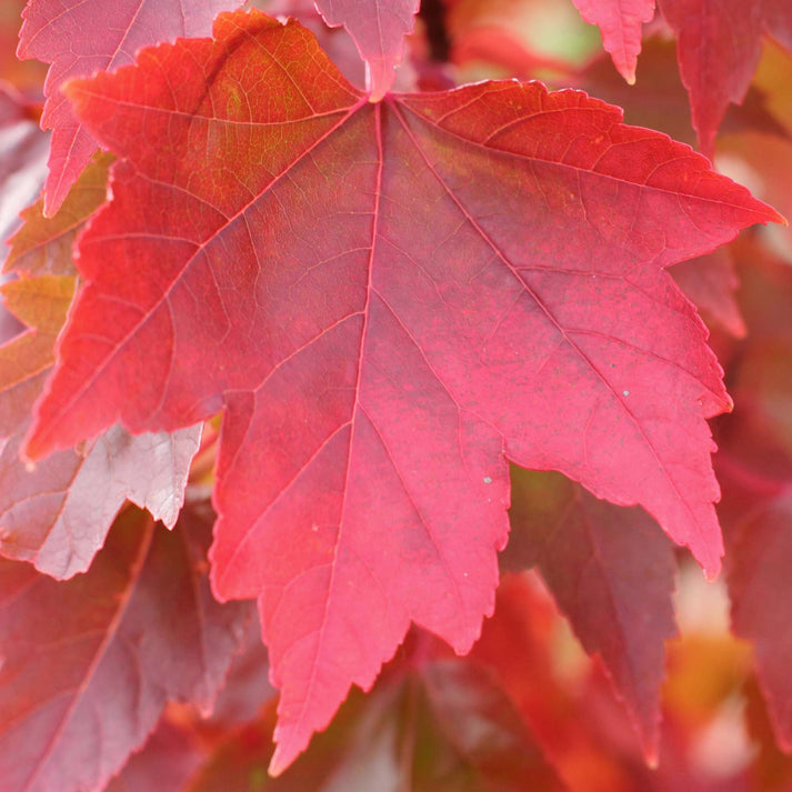 Acer 'Redpointe' | Red Maple Tree – Gardeners Dream
