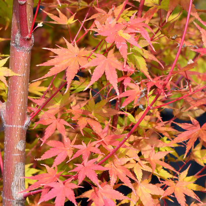 Sango Tree Acer 'Sango-Kaku' | Japanese Maple Tree – Gardeners Dream