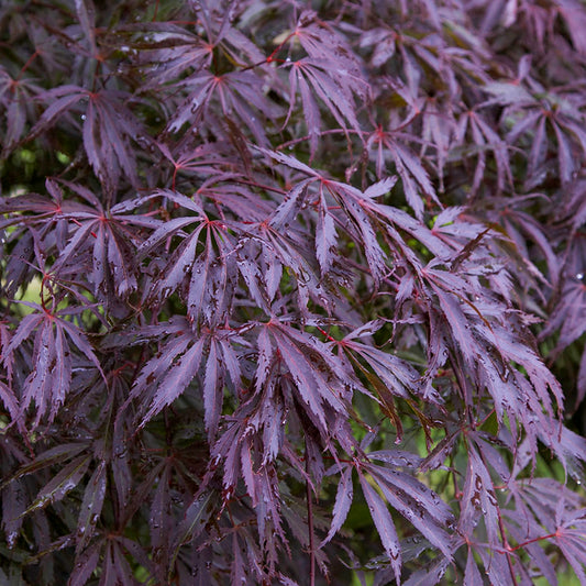 Acer 'Trompenburg'