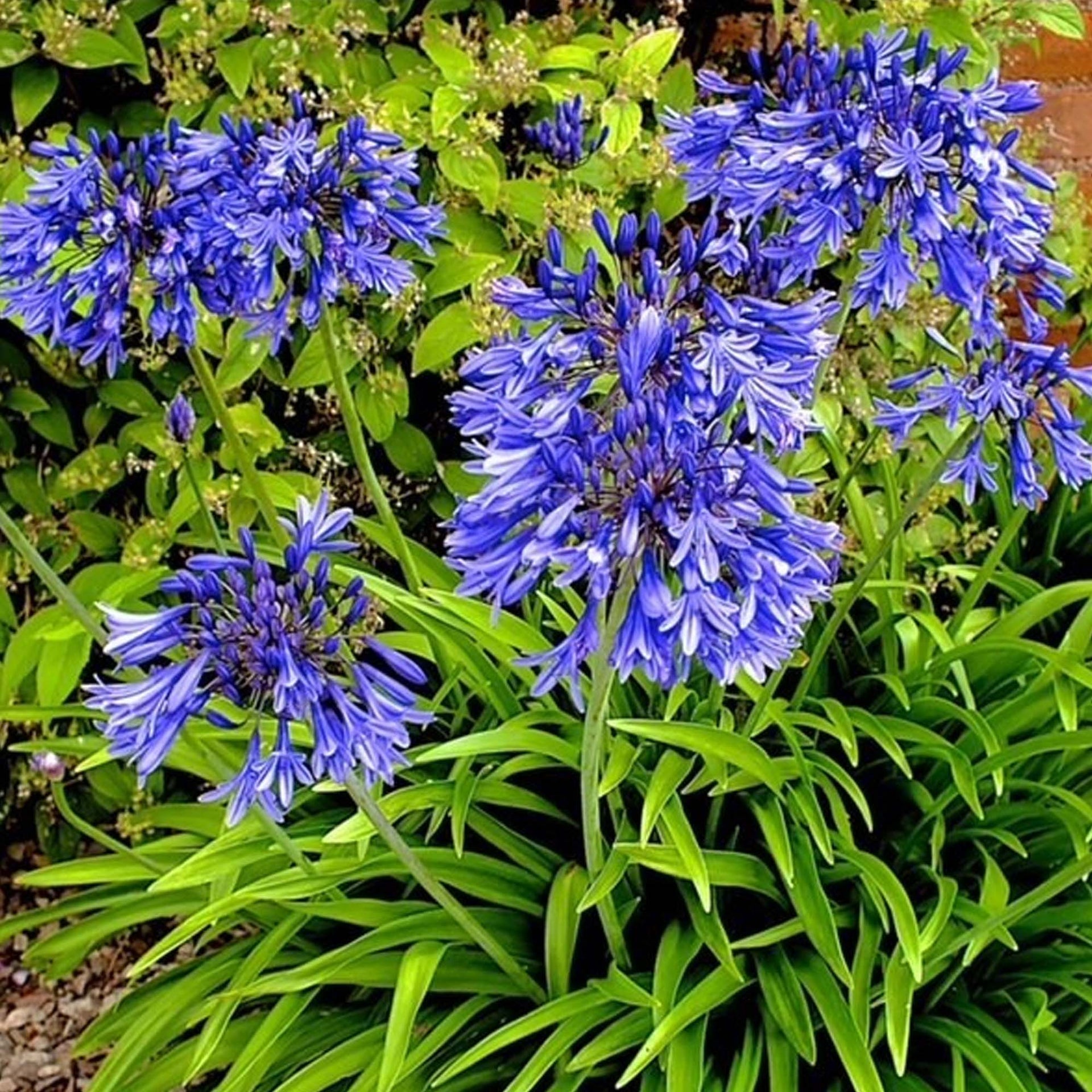 Agapanthus Stardust