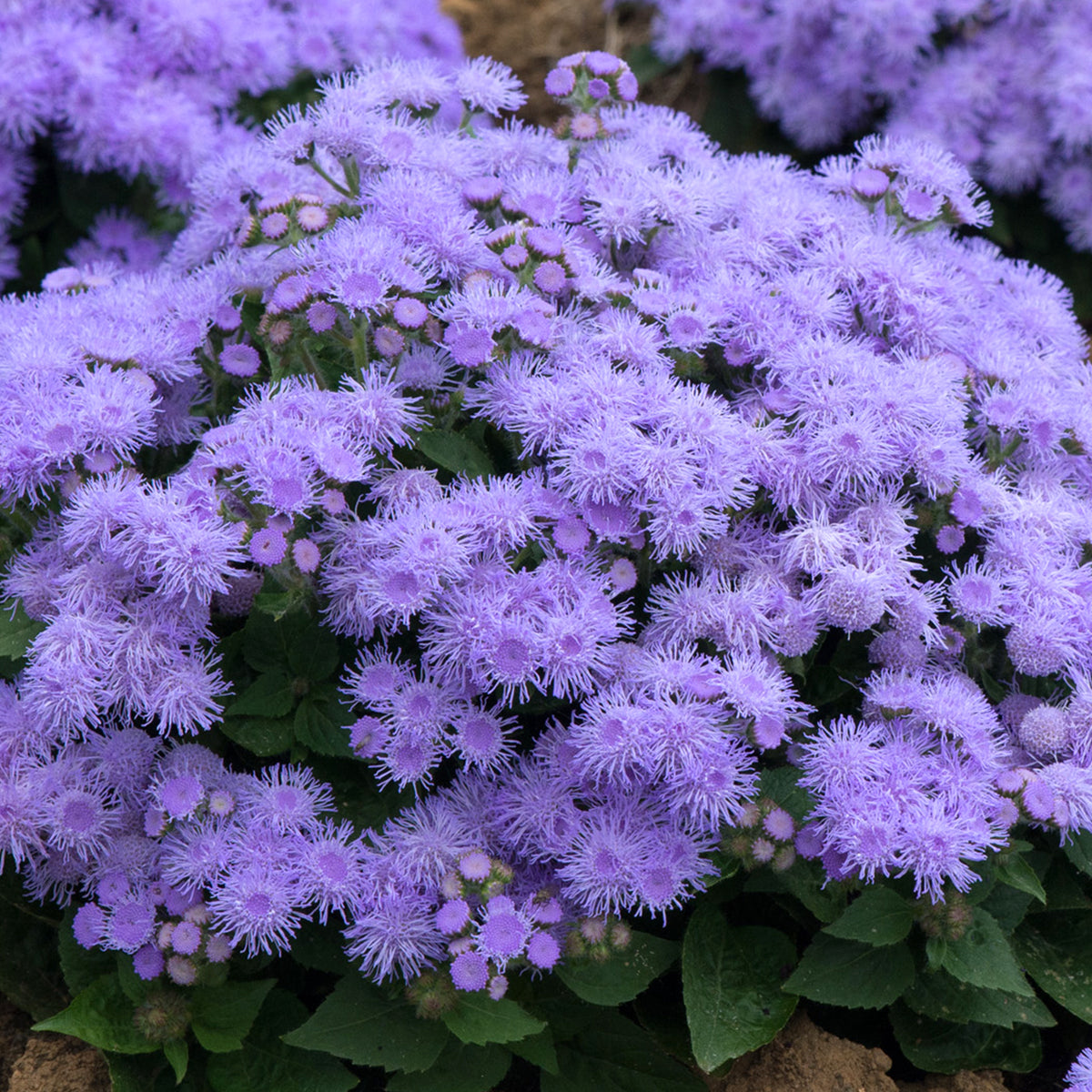 Ageratum F1 Champion Bedding Plants