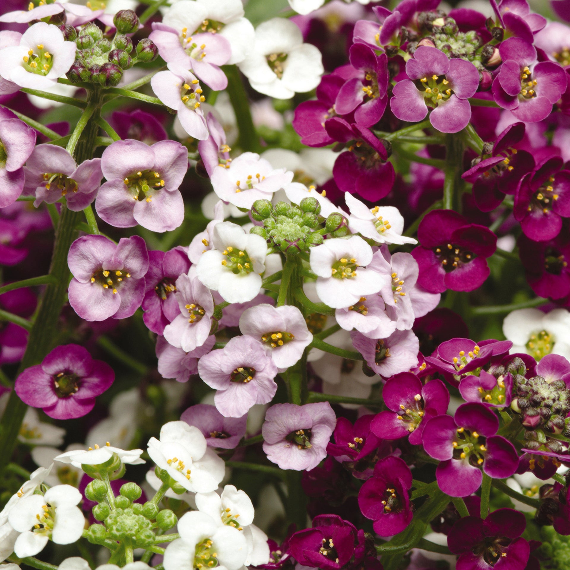 Alyssum Clear Crystal Bedding Plants