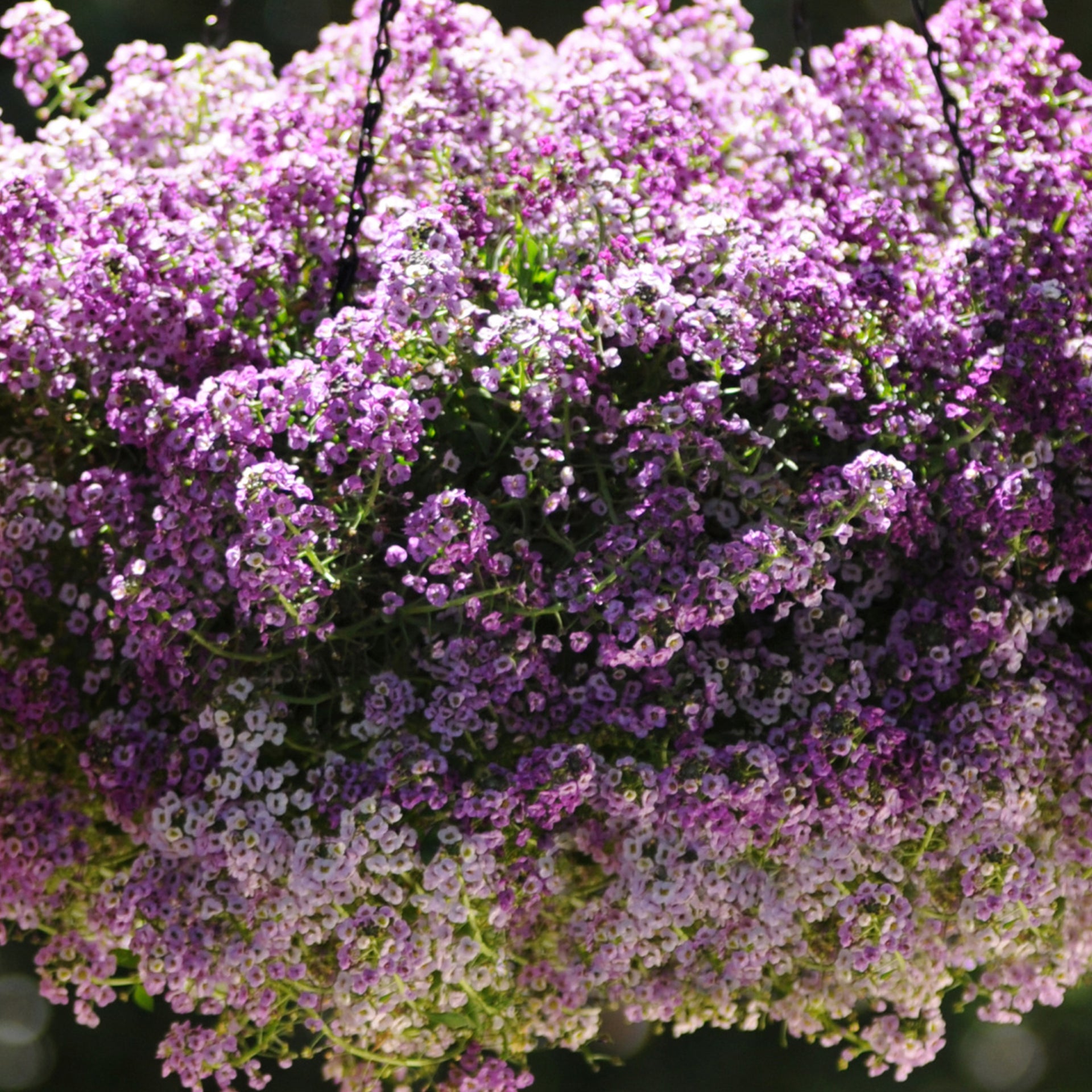 Alyssum Clear Crystal Bedding Plants