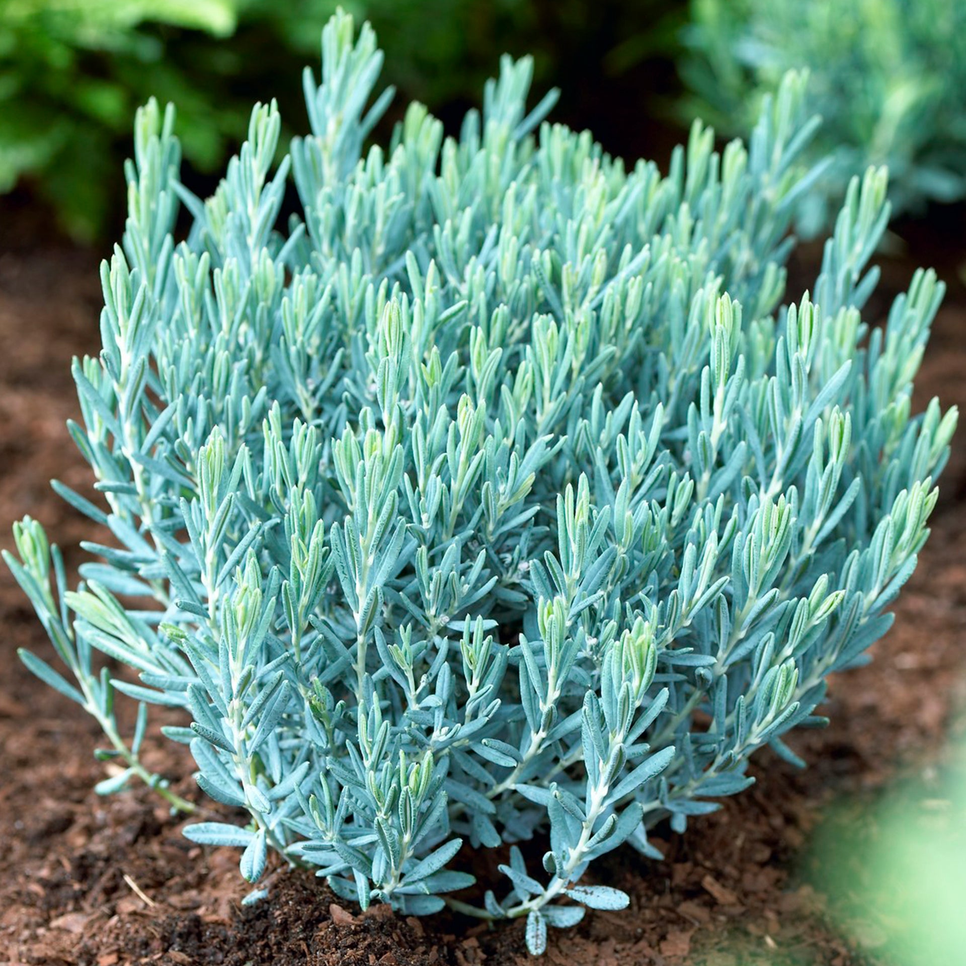 Andromeda polifolia Blue Lagoon