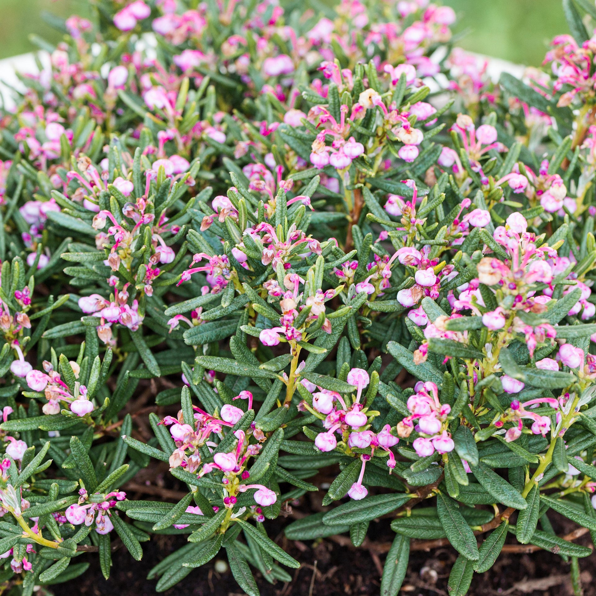 Andromeda polifolia Compacta