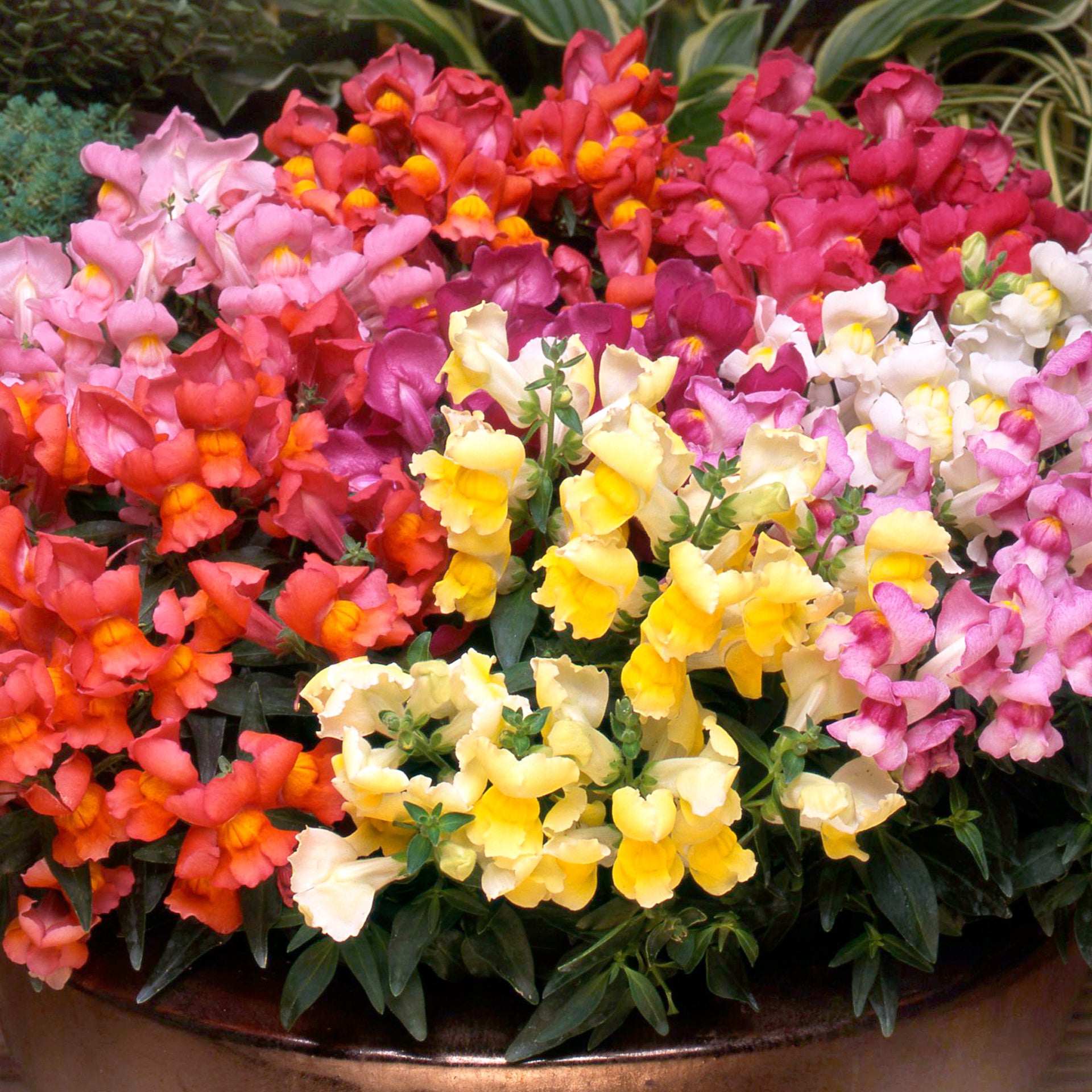 Antirrhinum F1 Appeal Bedding Plants