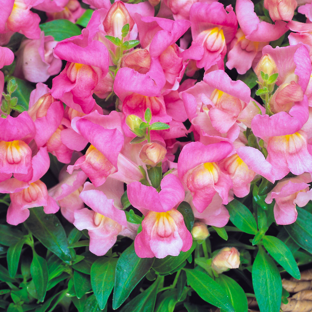 Antirrhinum F1 Appeal Bedding Plants
