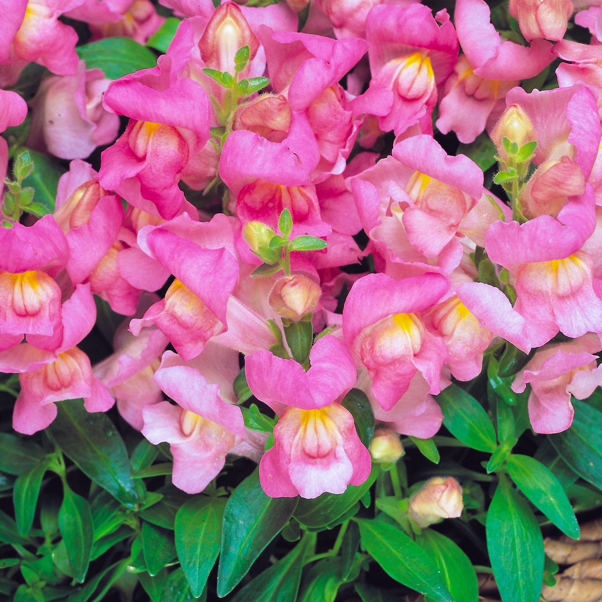 Antirrhinum F1 Appeal Bedding Plants