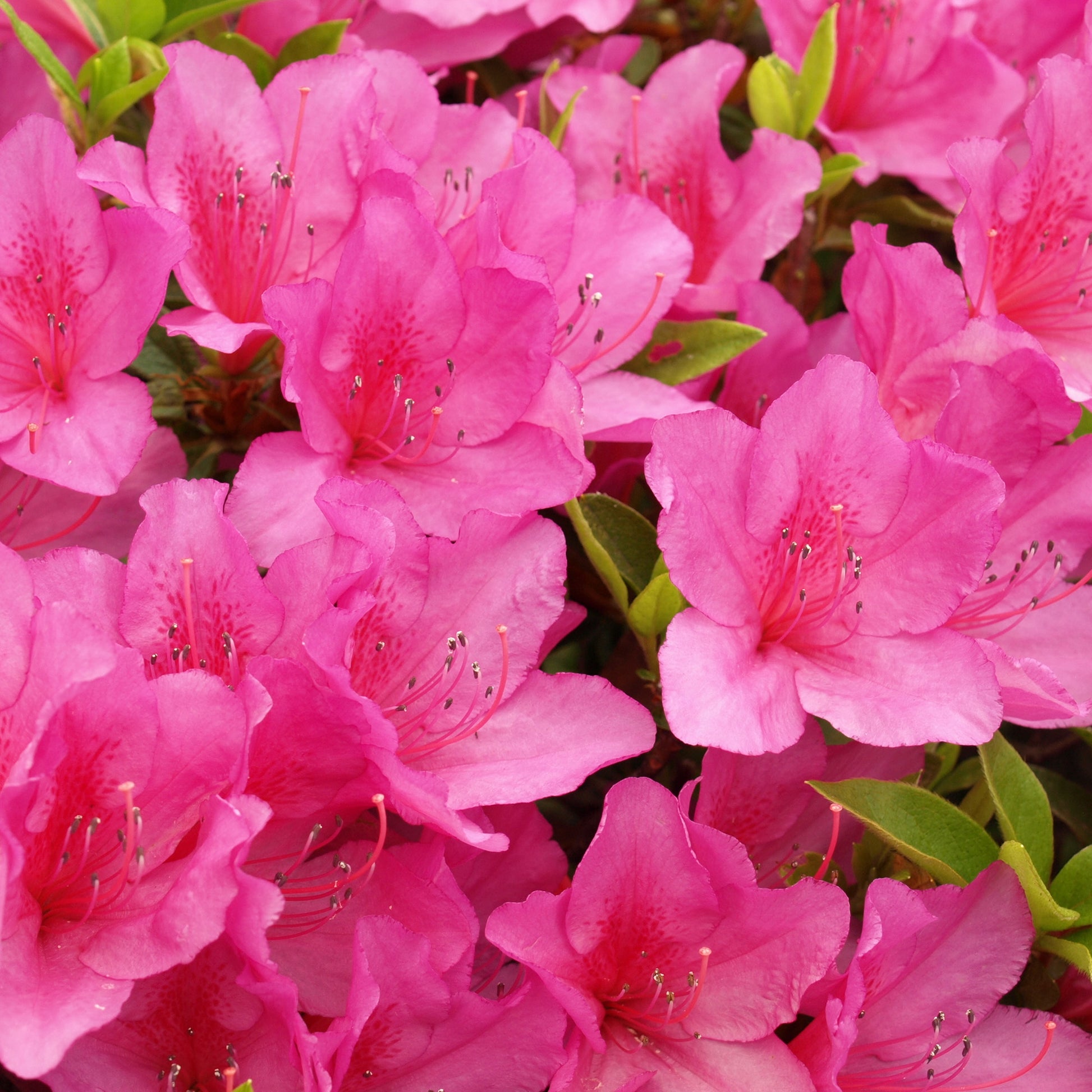 Azalea 'Anouk'