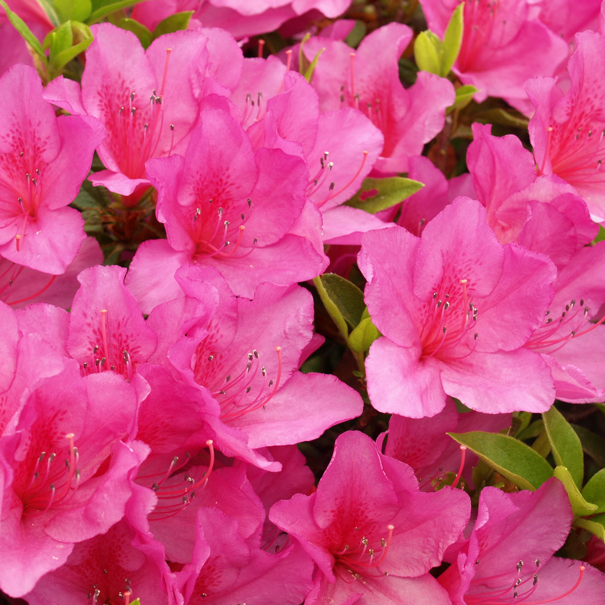 Azalea Anouk