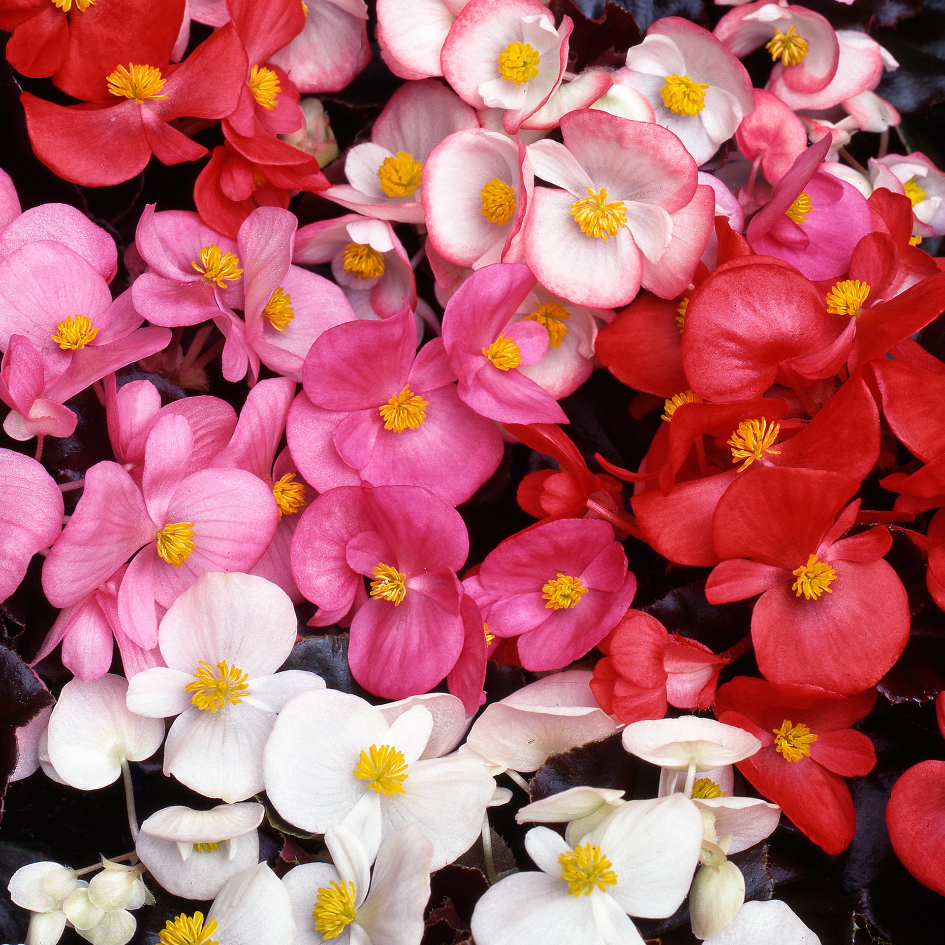 Begonia F1 Devil Bedding Plants