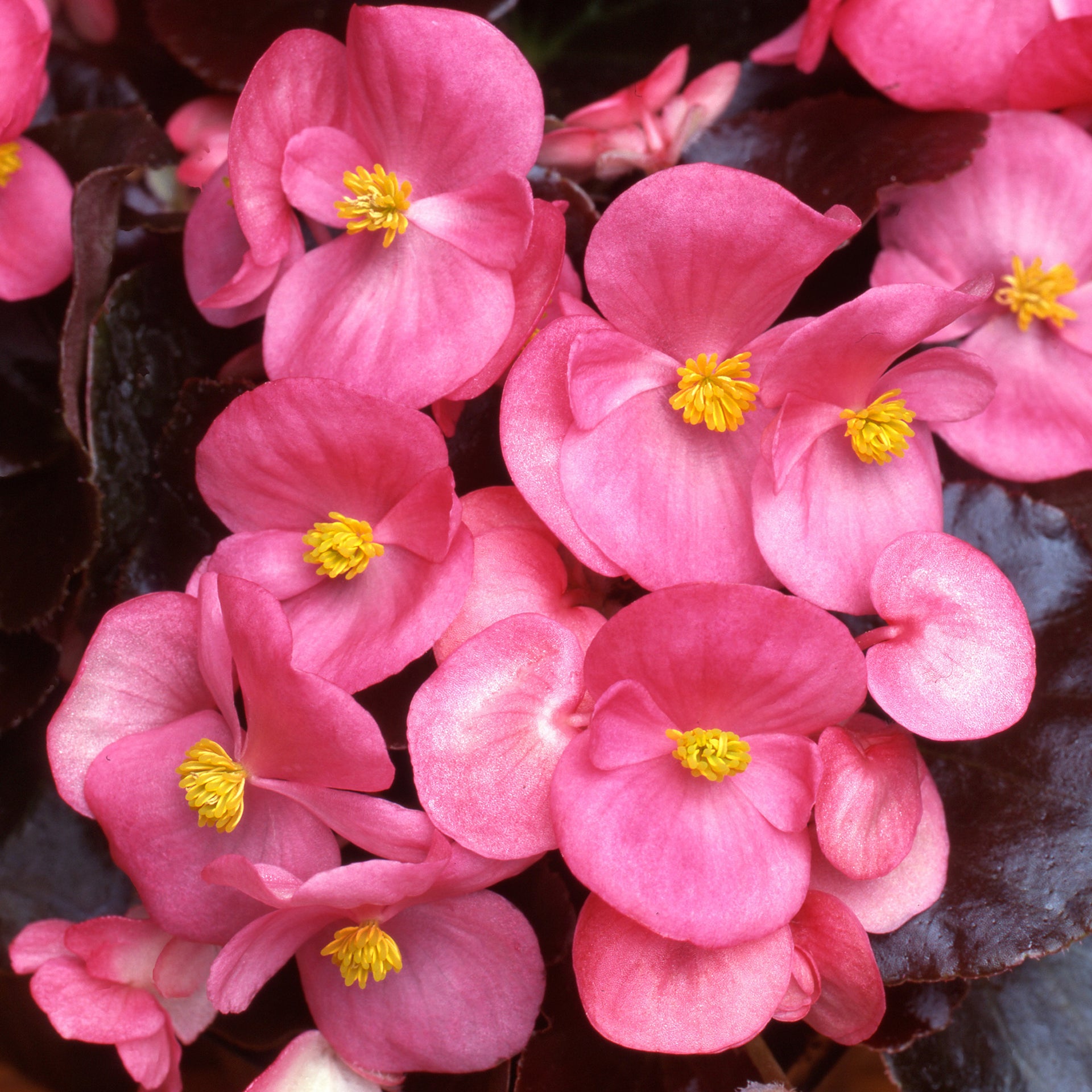 Begonia F1 Devil Bedding Plants
