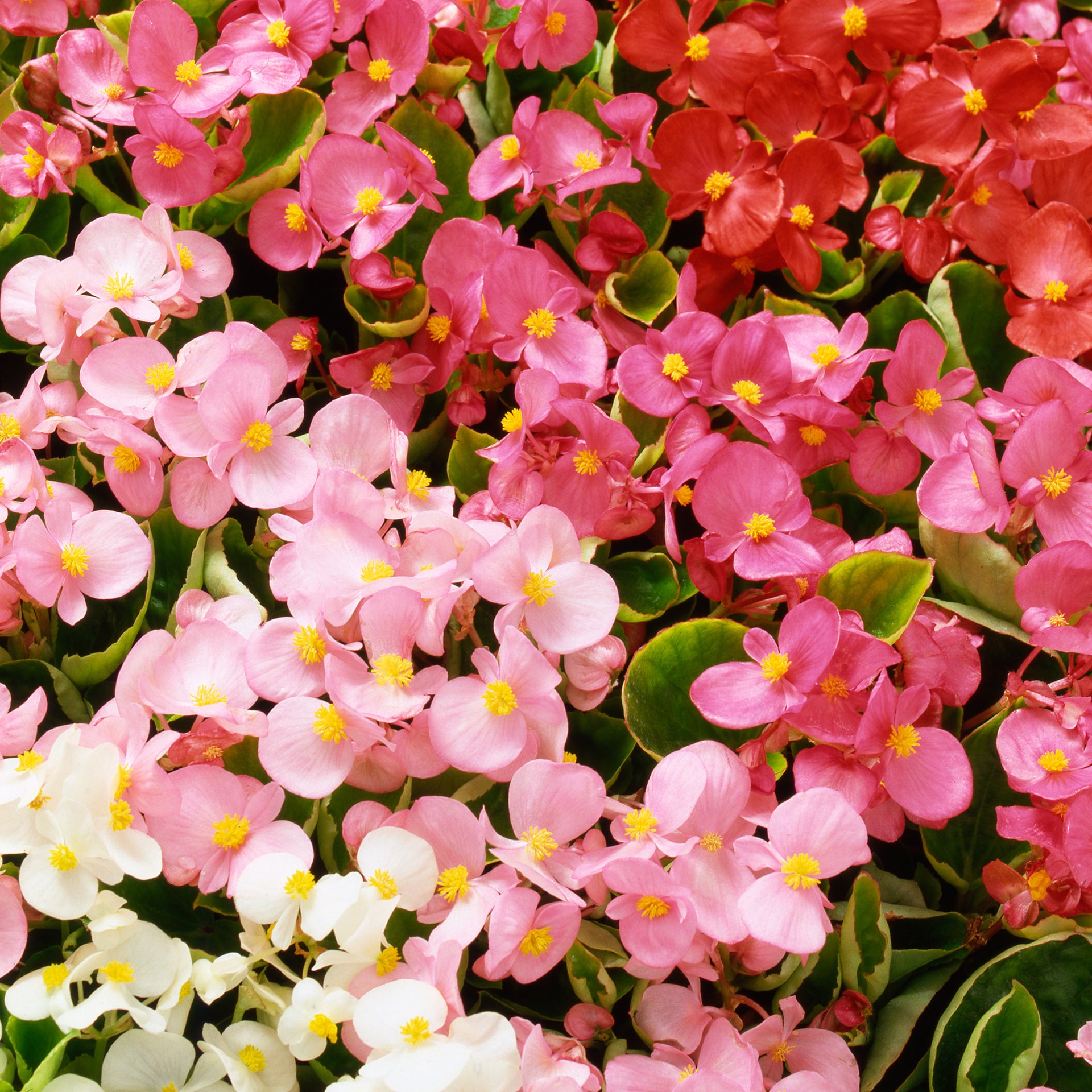 Begonia F1 Heaven Bedding Plants