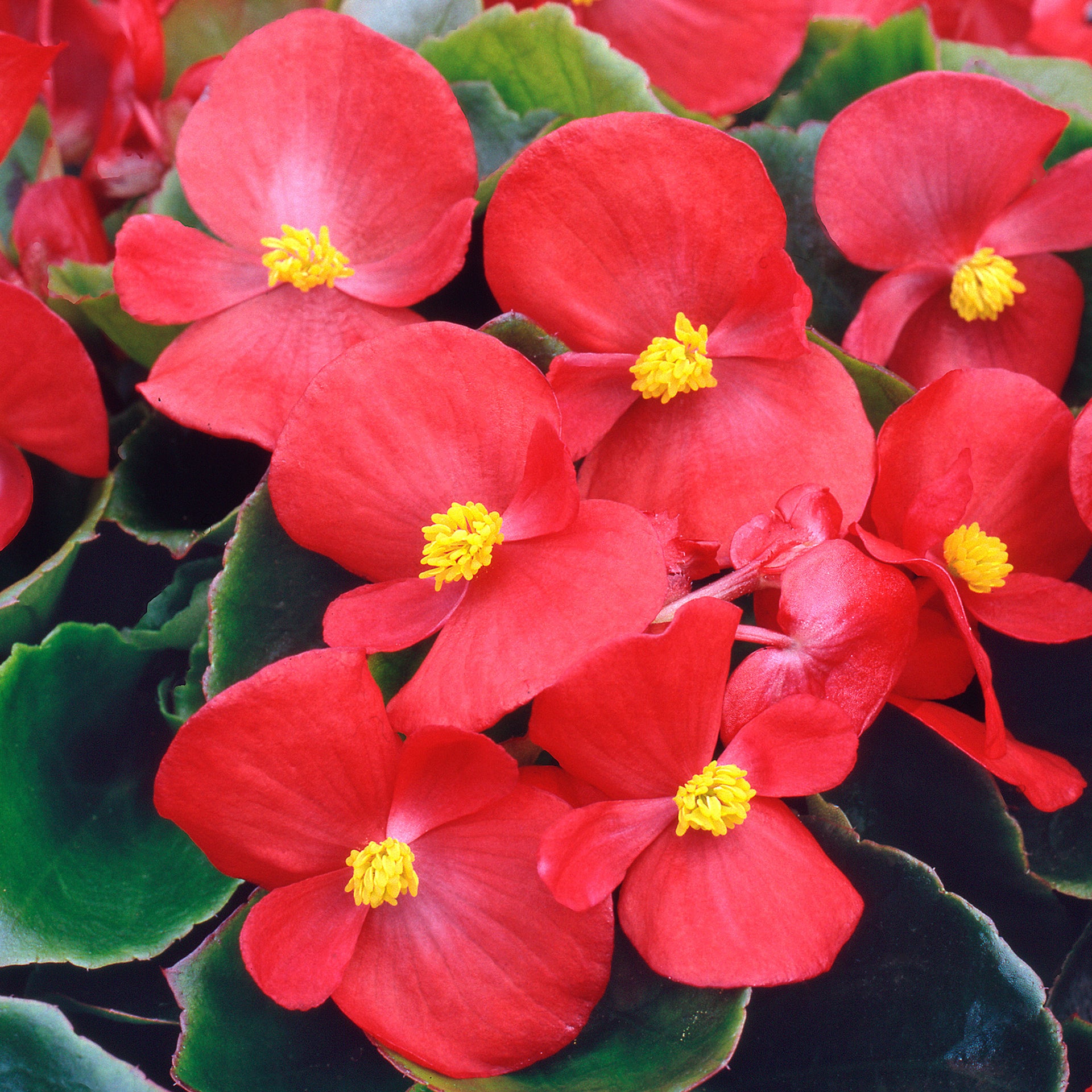 Begonia F1 Heaven Bedding Plants