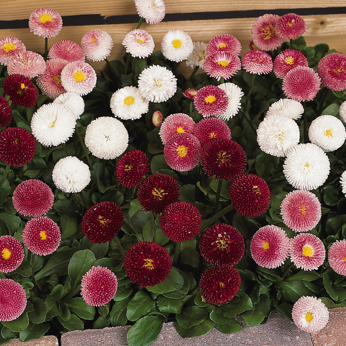 Bellis Bellisima Bedding Plants