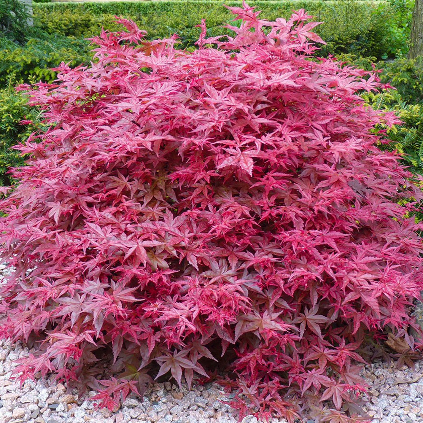 acer-palmatum-beni-maiko-japanese-maple-tree-free-uk-delivery-over