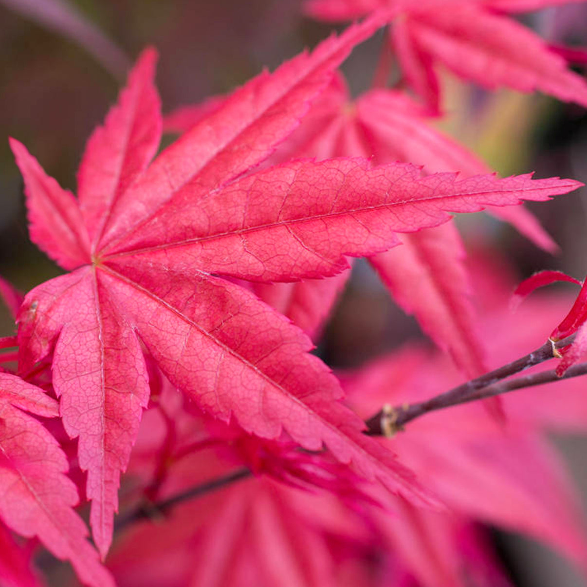 Acer Palmatum Beni Maiko Japanese Maple Tree Free UK Delivery Over acer-palmatum-beni-maiko-japanese-maple-tree-free-uk-delivery-over