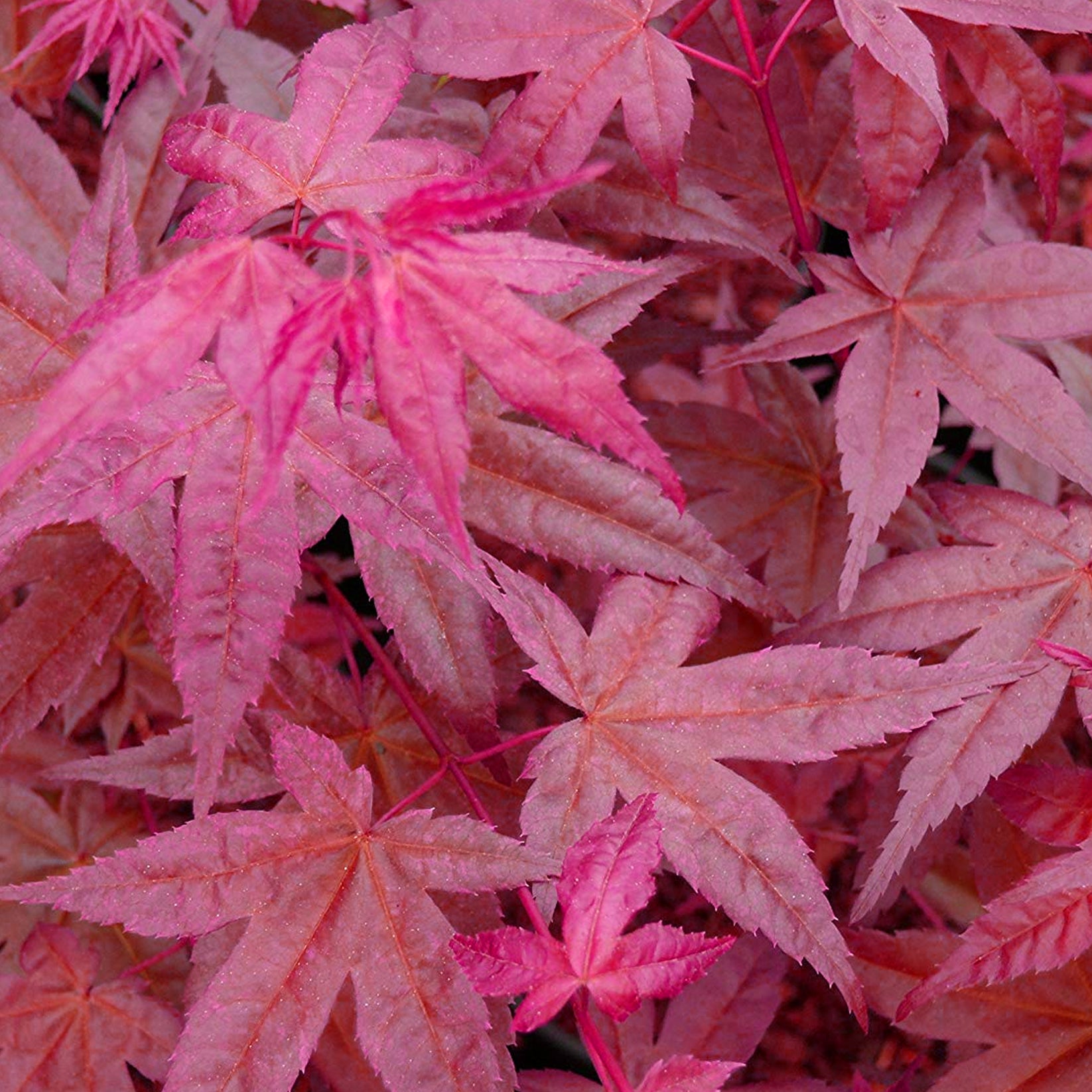 Acer Palmatum Beni Maiko Japanese Maple Tree Free UK Delivery Over acer-palmatum-beni-maiko-japanese-maple-tree-free-uk-delivery-over