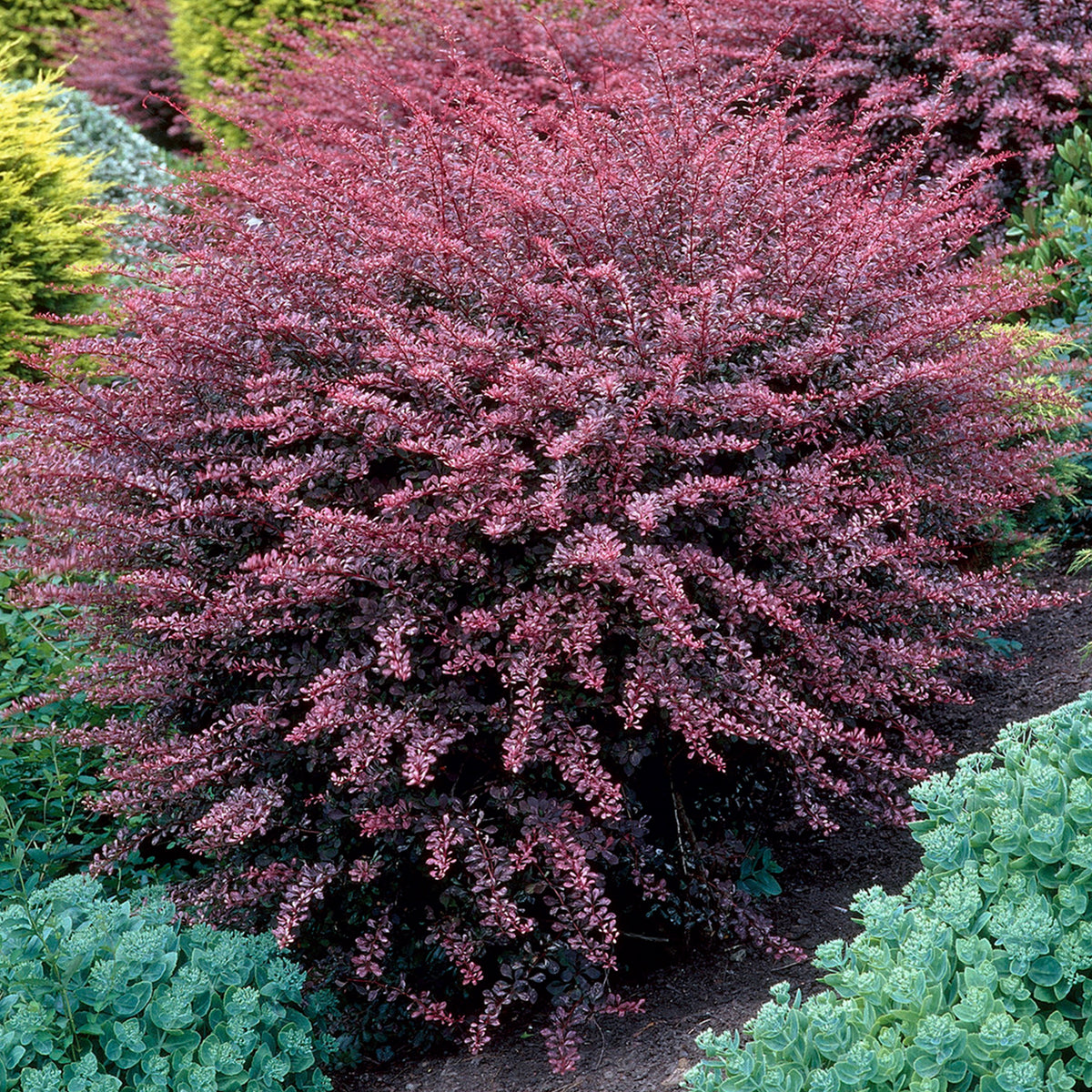 Berberis Rose Glow