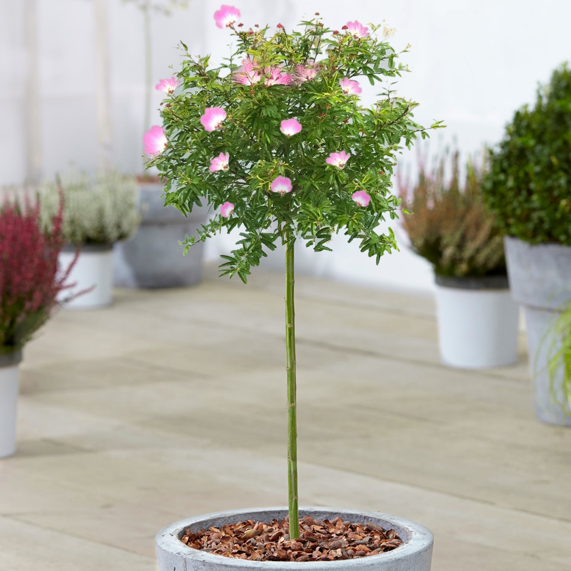 Calliandra 'Dixie Pink' Patio Tree | Powder Puff Tree – Gardeners Dream