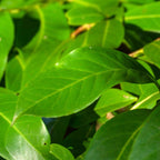 Hedges