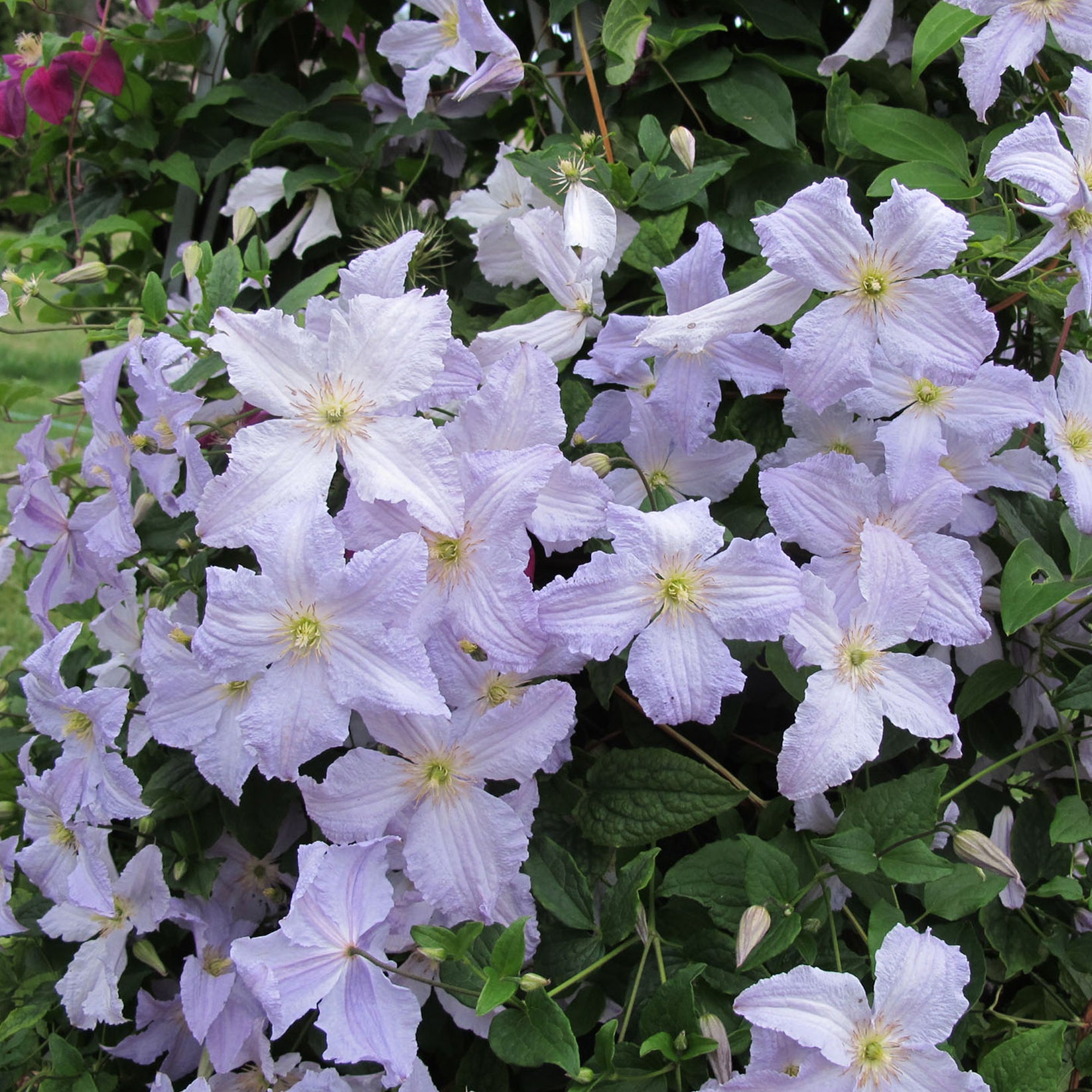 Clematis Blue Angel Clematis Gardeners Dream clematis-blue-angel-clematis-gardeners-dream