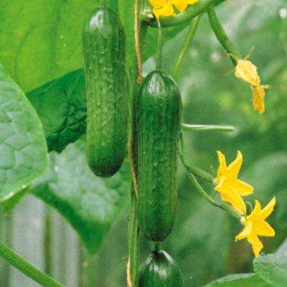 Cucumber Passandra | Cucumber – Gardeners Dream