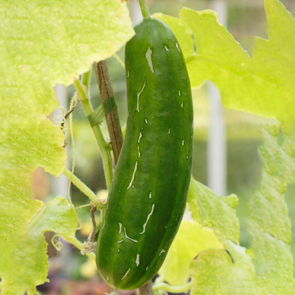 Cucumber Passandra | Cucumber – Gardeners Dream