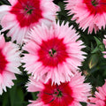 Dianthus F1 Corona Strawberry Magic Bedding Plants