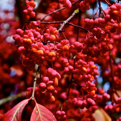 Euonymus 'Red Cascade' | Spindle Tree – Gardeners Dream