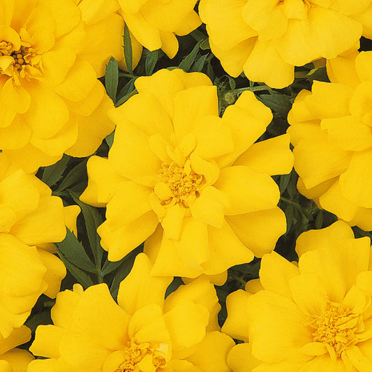 Marigold French Durango Yellow Bedding Plants