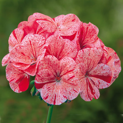 Geranium F1 Horizon Raspberry Ripple Bedding Plants | Cranesbill ...
