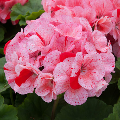 Geranium F1 Horizon Raspberry Ripple Bedding Plants | Cranesbill ...