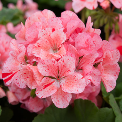 Geranium F1 Horizon Raspberry Ripple Bedding Plants | Cranesbill ...