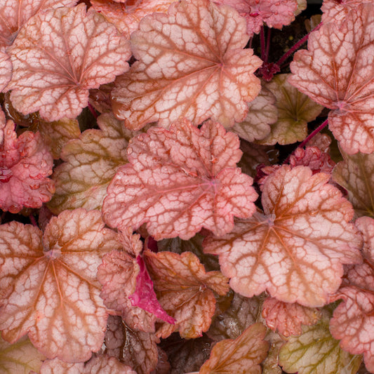 Heuchera 'Coral Berry'