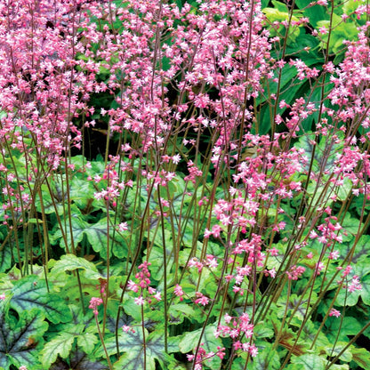 Heucherella 'Tapestry' | Foamy Bells – Gardeners Dream