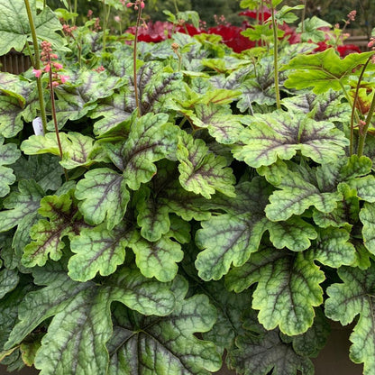 Heucherella 'Tapestry' | Foamy Bells – Gardeners Dream