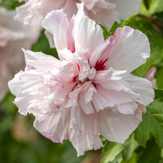 Hibiscus 'French Cabaret Pastel'