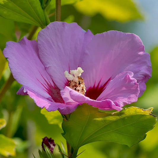 Hibiscus 'Russian Violet'