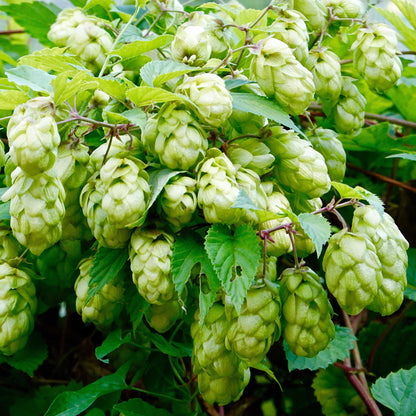 Humulus 'Nordbrau' | Common Hops – Gardeners Dream